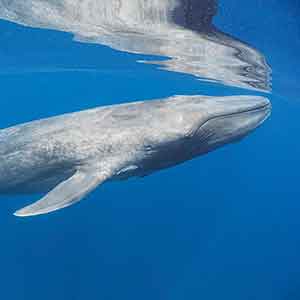 The Sperm Whale