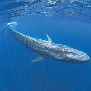 The Sperm Whale