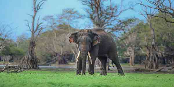 Sri Lankan elephant