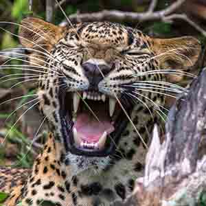 Sri Lanka Leopard