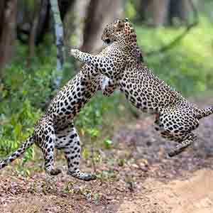 Sri Lanka Leopard