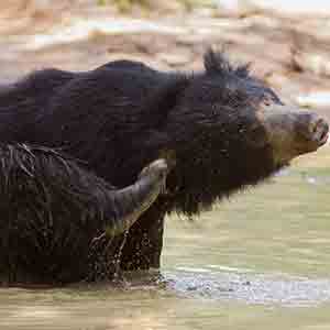 Sri Lankan sloth bear