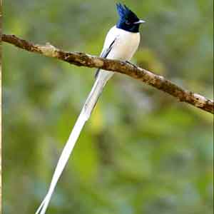 flycatcher udawalawa