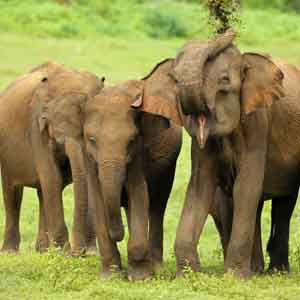elephants udawalawa 