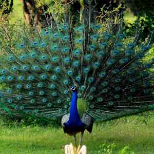peacock in udawalawa