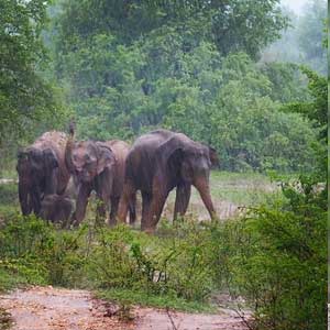 wilpattu-elephants