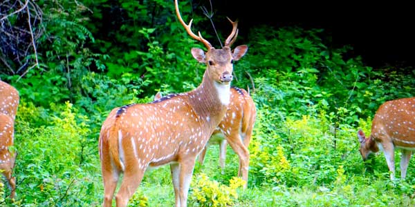 wilpattu-deer