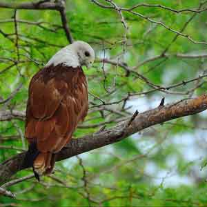 wilpattu-eagle