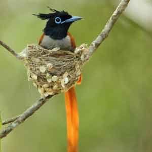 flycatcher-udawalawa