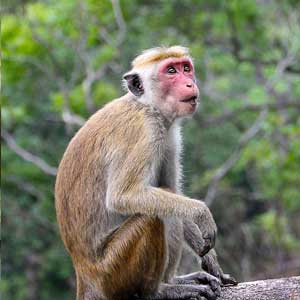 udawalawa-monkey