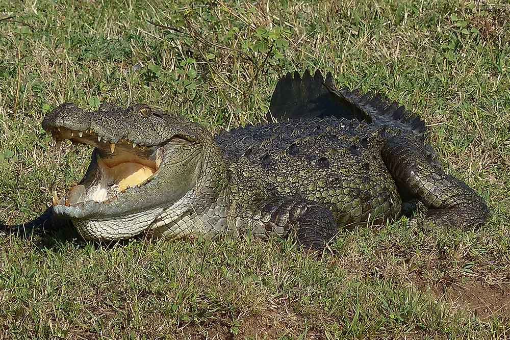 Crocodiles Minnariya