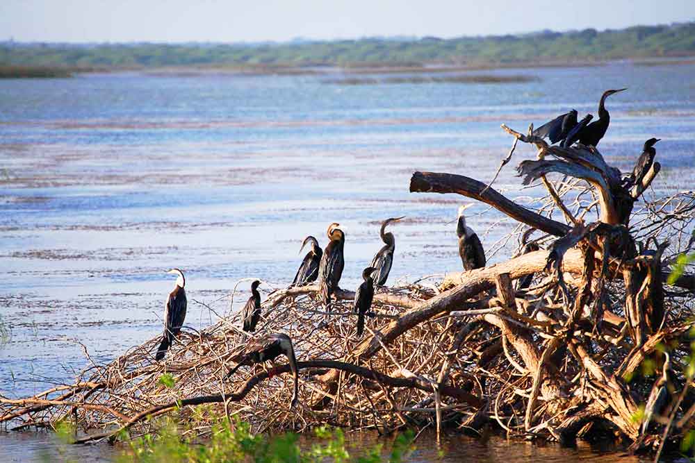 birds minnariya