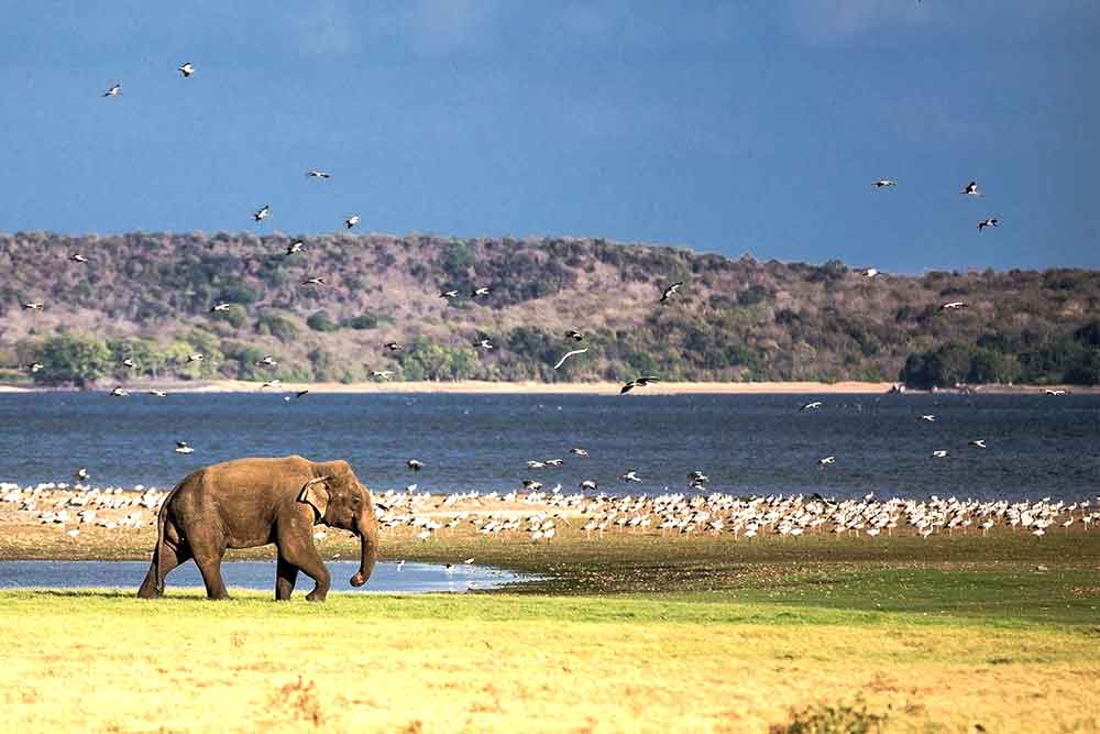 Elephant Minnariya