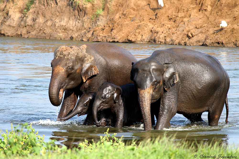 Minnariya Elephants