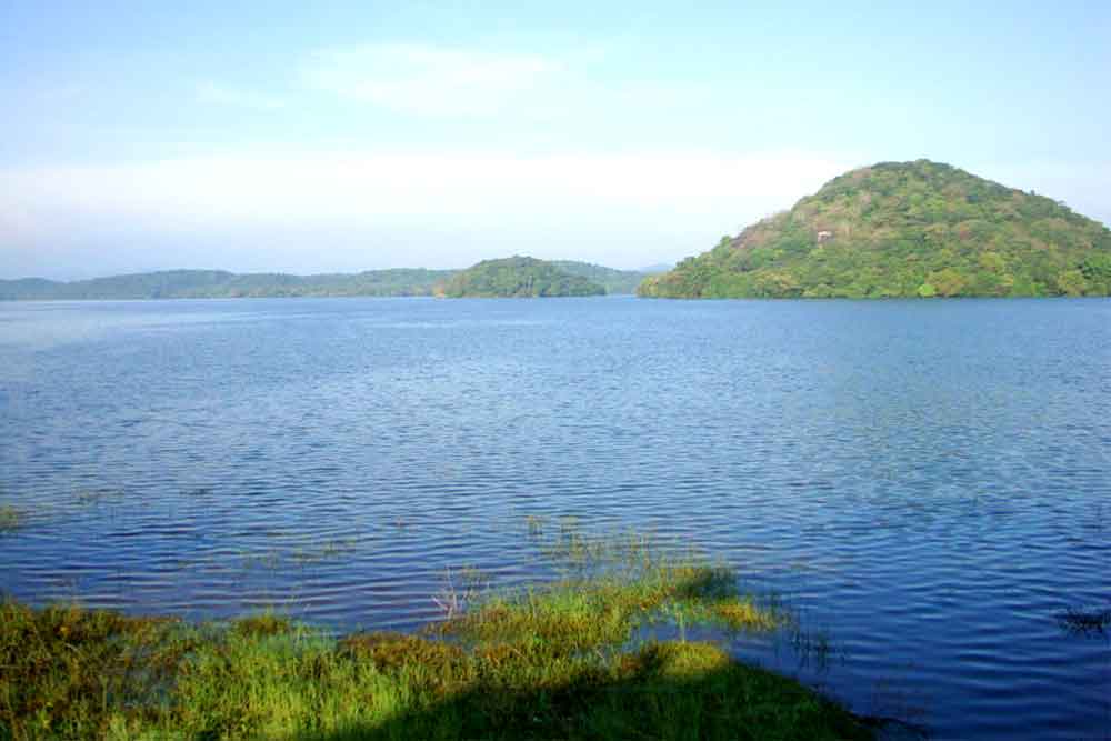 minnariya elephants
