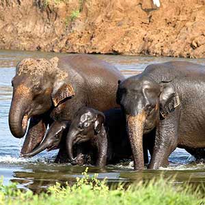 Minneriya elephants