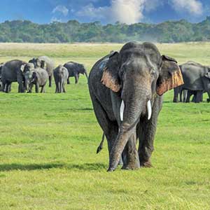 Minneriya elephants