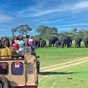 Minneriya elephants