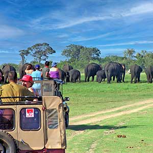 Minneriya elephants