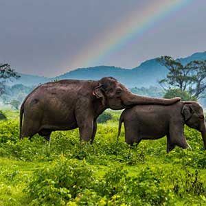 Minneriya elephants