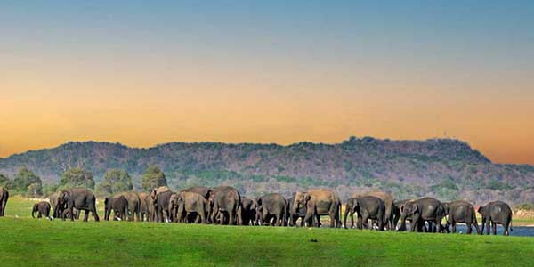 Minneriya elephants