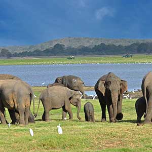 Minneriya elephants