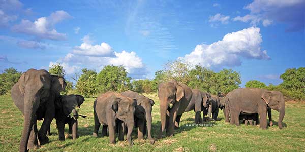 Minneriya elephants