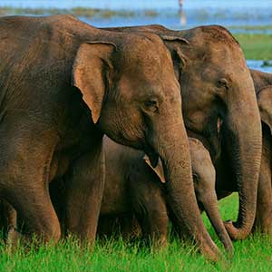 Minneriya elephants