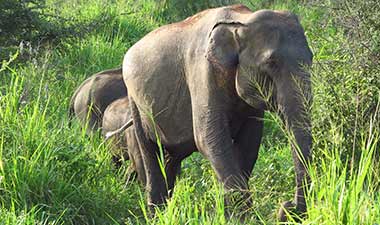 Morning safari game drive in Sri Lanka