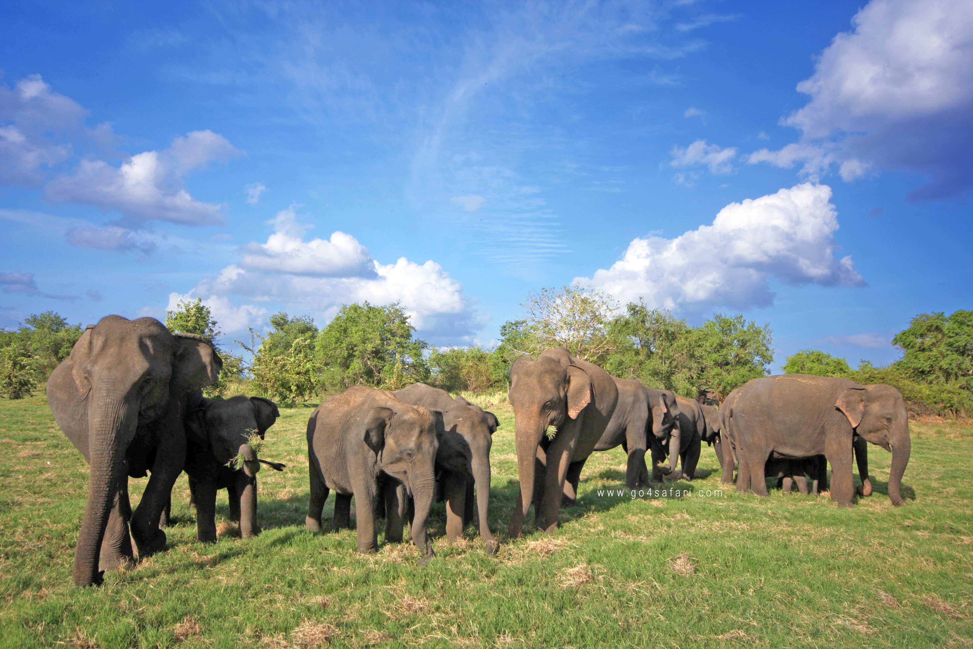 Minneriya Safari