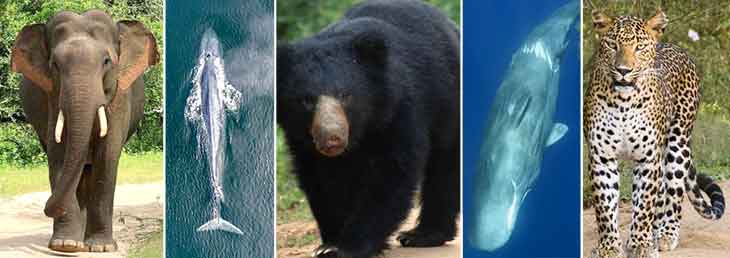 Sri lanka big 5 animals - SriLanka BIG five