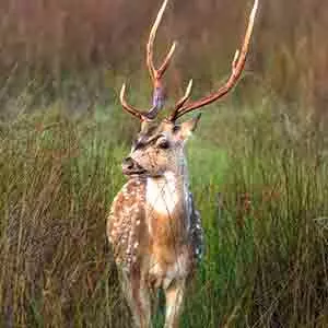 Male spotted deer, aka The chital or cheetal, safari jeep tour in Sri Lanka