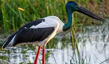 Ornithological black necked stork at Kumana