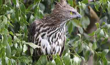 Crested Serpent Eagle at Kaudulla