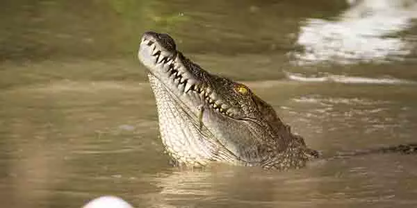 Crocodile