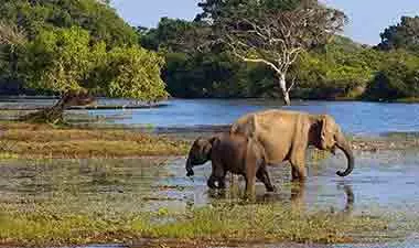 Sri Lanka wildlife Safari