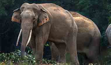 Elephant at Wilpattu