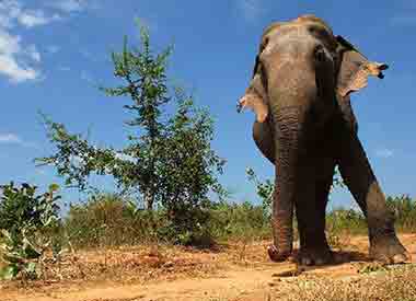 Elephant at Uawalawe