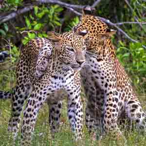 Sri Lanka Safari, Sri Lankan Leopard siblings at play