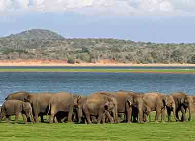 Herd of elephants at Minnariya