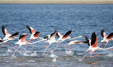Pelicans at Bundala