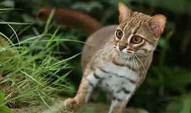 Lahugala Rusty Spotted cat