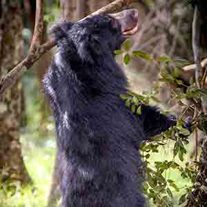 Safari in Sri Lanka, Sloth Bear