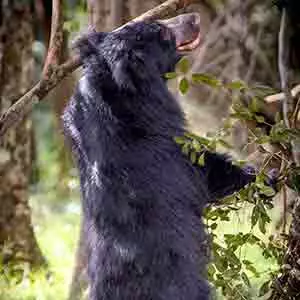 Safari in Sri Lanka, Sloth Bear