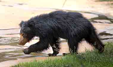 sloth bear at Wilpattu
