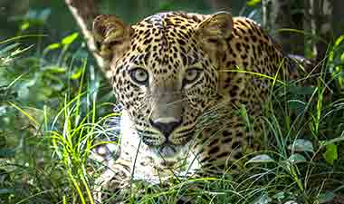 Leopard at Yala, ambush hunt