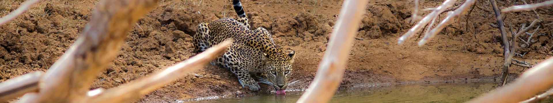 Sri Lanka Leopard drinking water by a water puddle