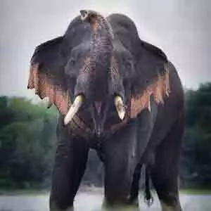 Safari, English meaning of Sinhala term “Thani Aliya” is Single wild elephant isolated from the group(pack)