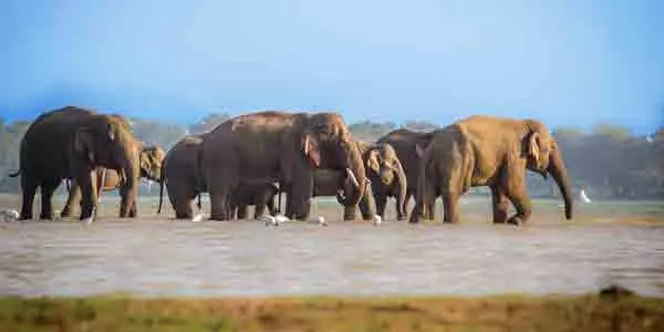 Sri Lanka Safari, Herd of elephants at Udawalawe Sri Lanka
