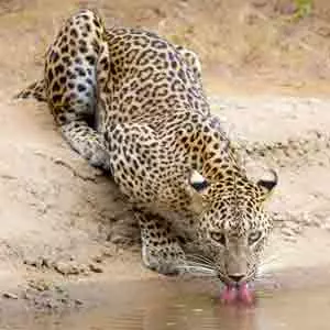 Wildlife Safari tours and camping, Leopard drinking water at Wilpattu Sri Lanka